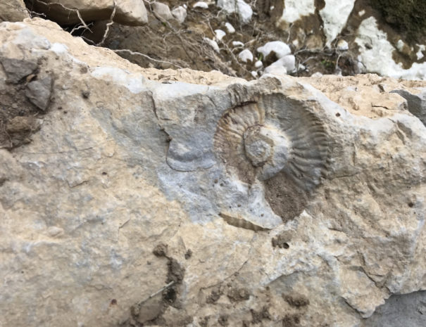 fossile 2